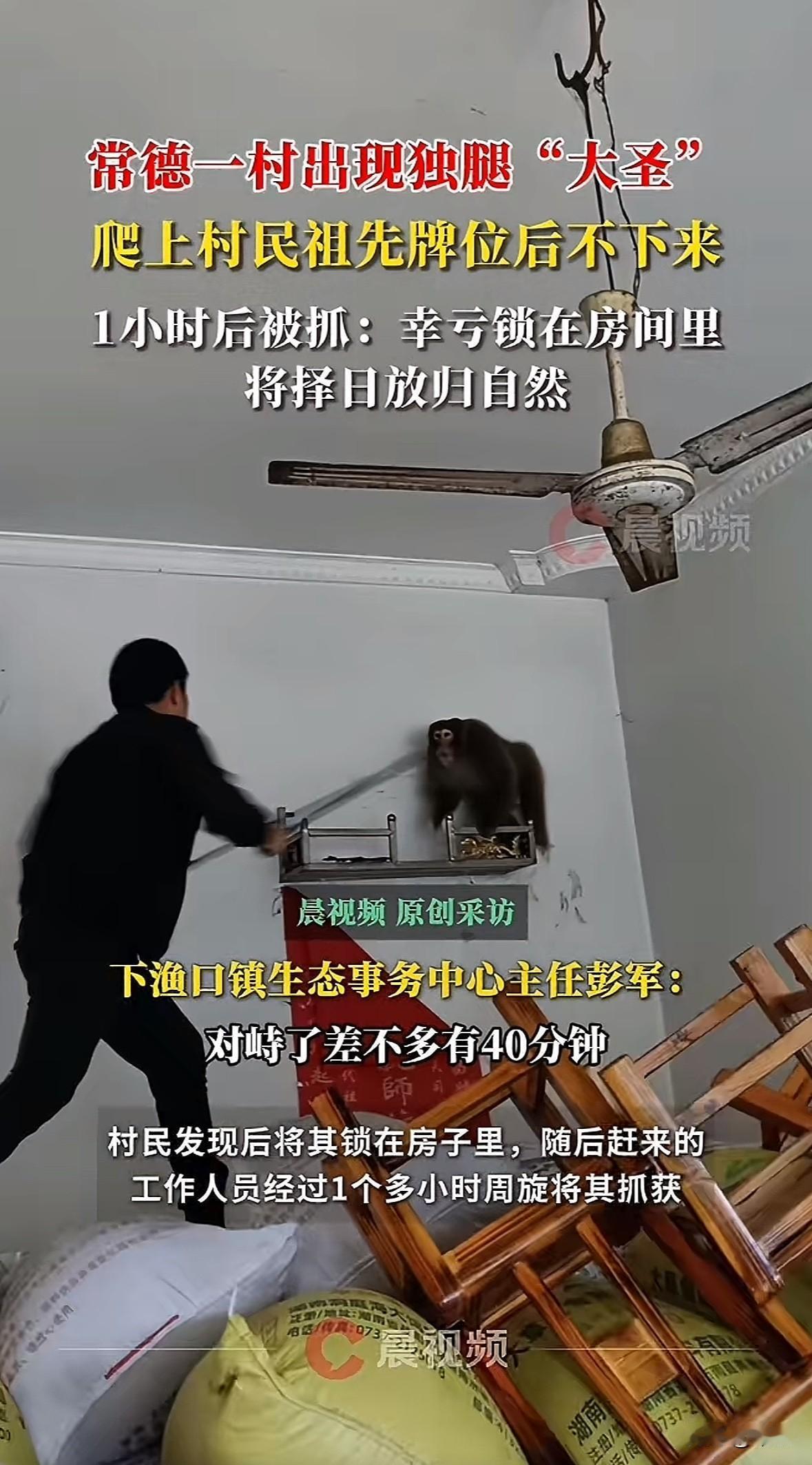 2025年11月5日，常德安乡县一村的村民家闯进一只独腿野生猕猴。它径直爬上祖先