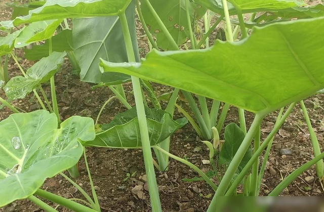 三种非常不错的蔬菜, 多雨季节都不怕, 每年都要种植一些