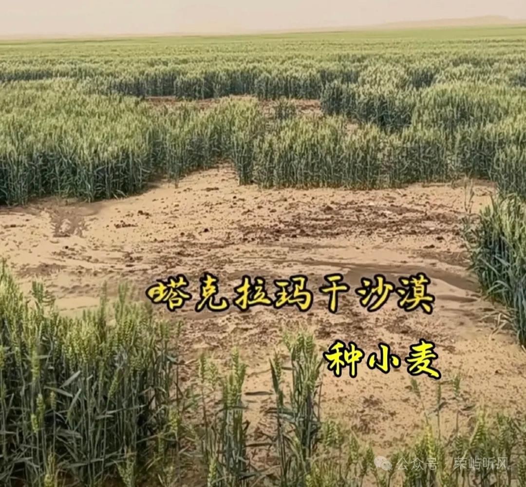 6月21日，据社交媒体报道，塔克拉玛干沙漠的小麦熟了。随着10年三北攻坚战快速