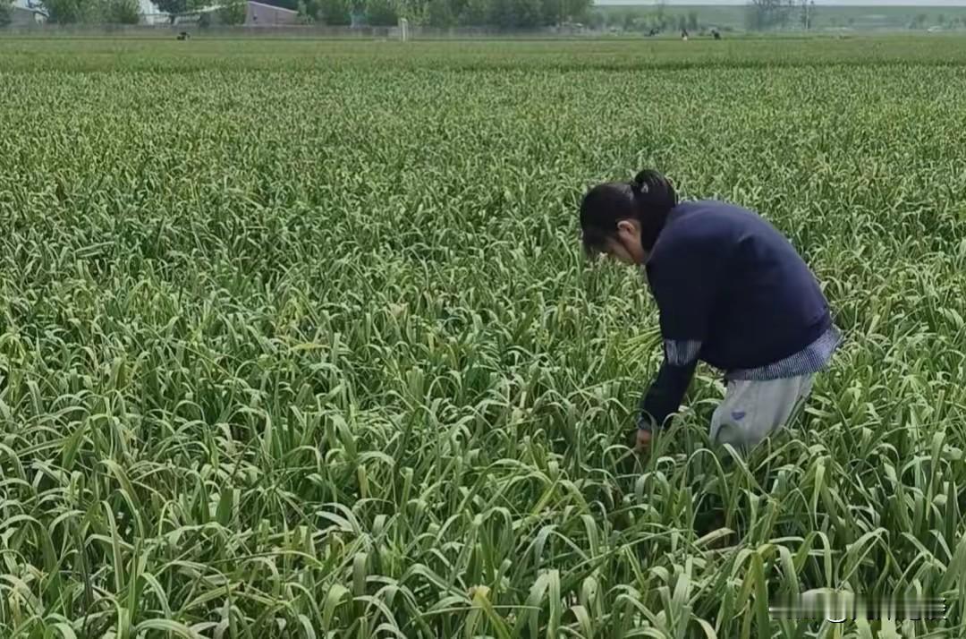 “世界大蒜看中国，中国大蒜看金乡”不明白，河南蒜薹滞销为啥这么火？隔壁产蒜大省