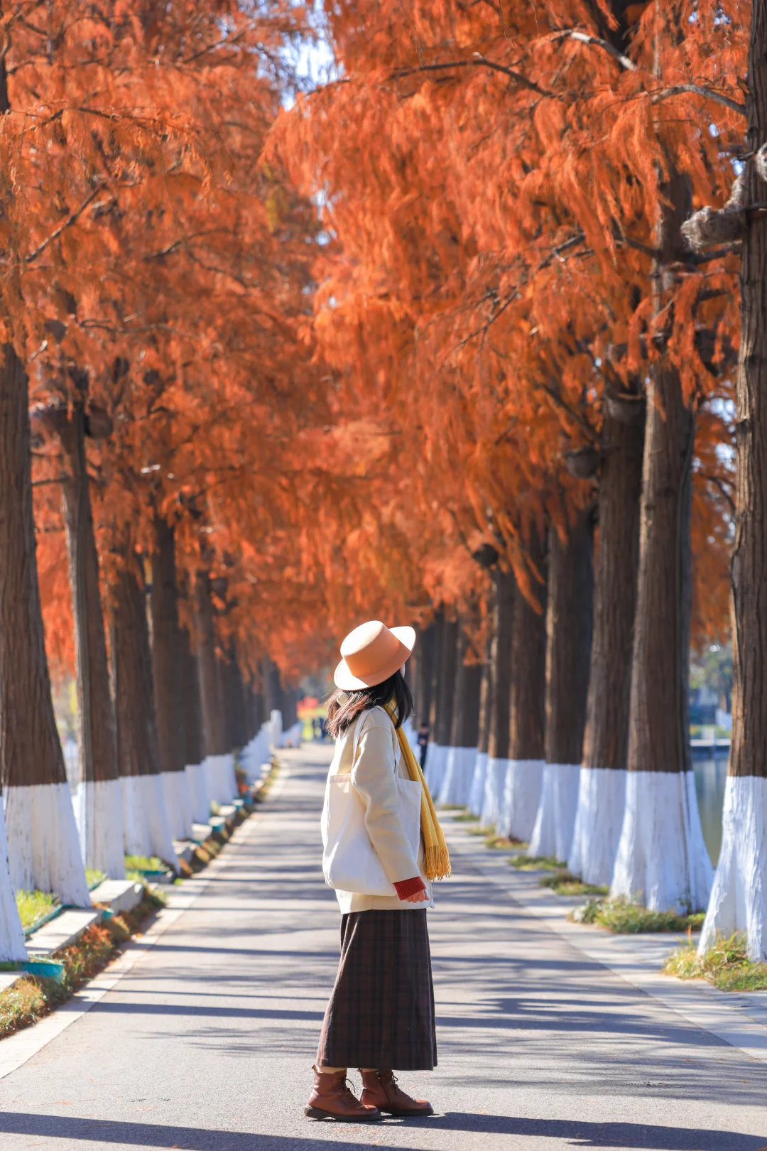 再过一个月❗️武汉东湖秋天美成油画❗️