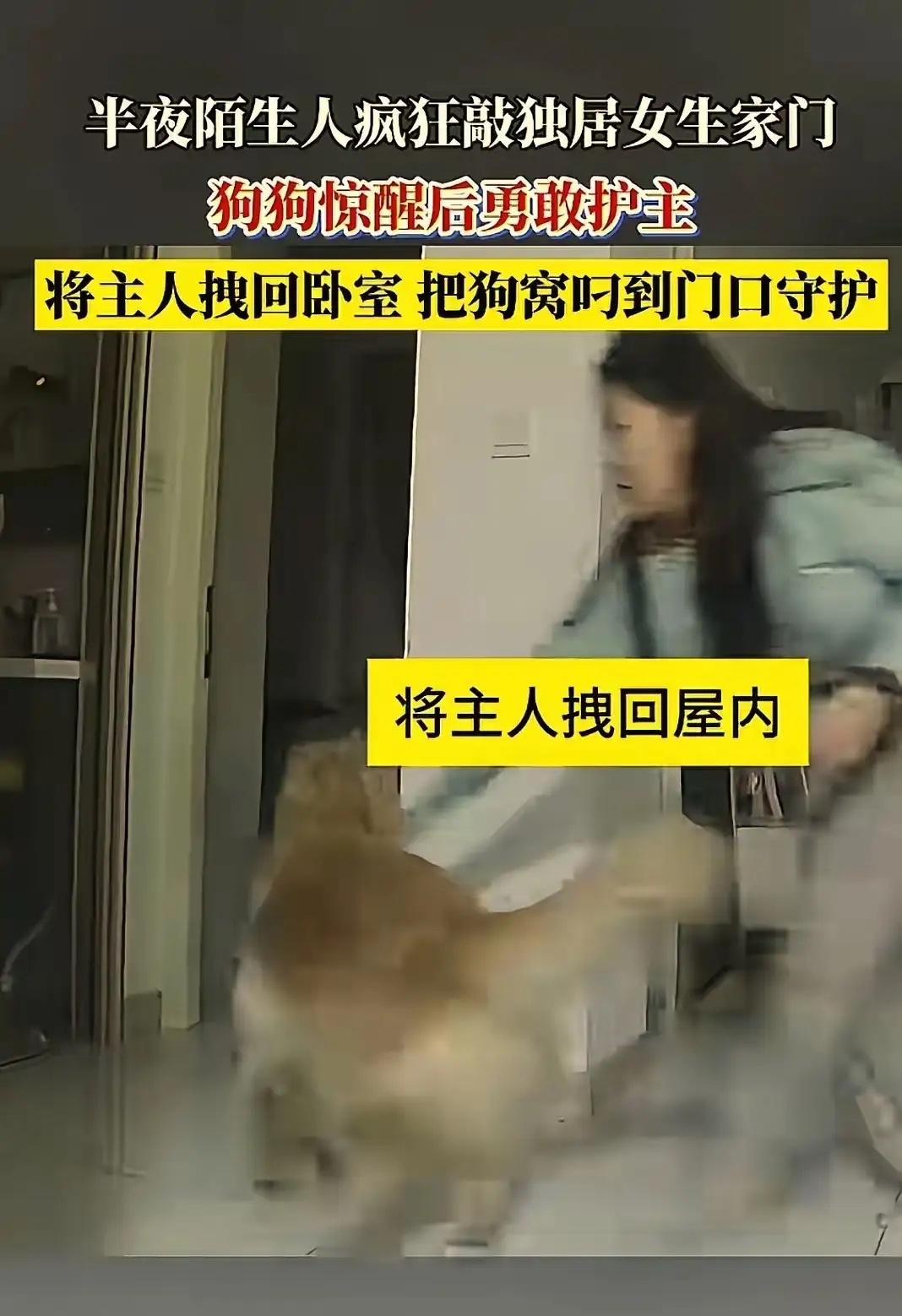 忠诚的狗！真是太勇敢了！吉林，一独居女子凌晨突然被急促砸门声惊醒，吓得她颤着腿走