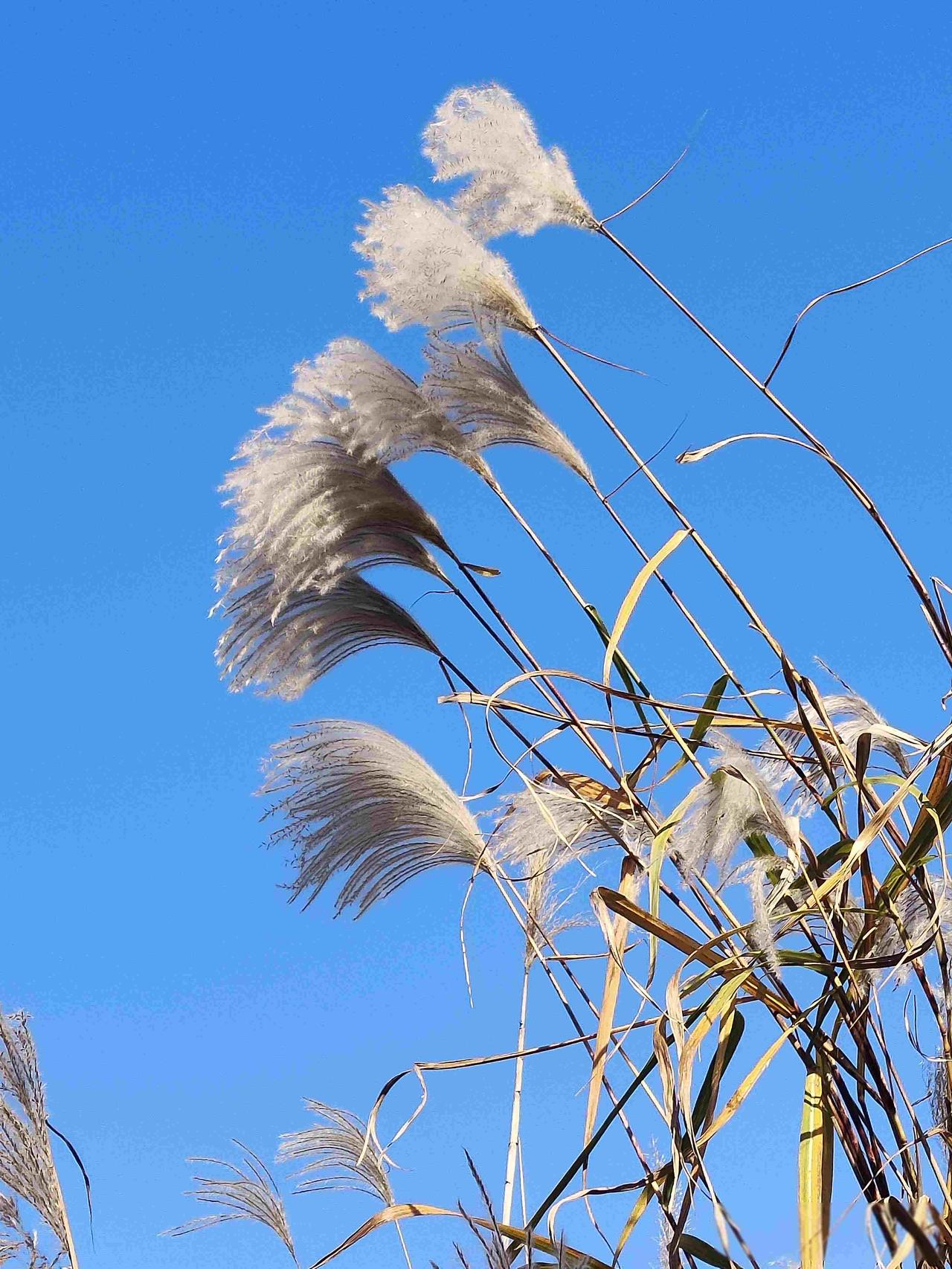 今天听到一个炸裂消息，北京大学的大学生竟然提前退学了。最近听说件挺意外的事