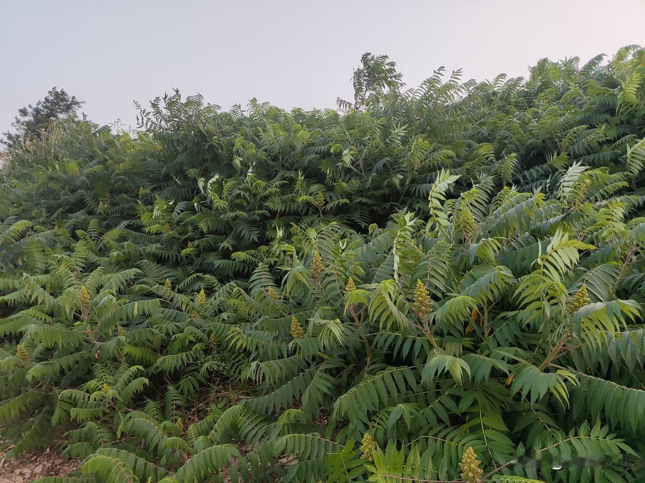 外来入侵物种，这个东西繁殖力极强，会排挤本地物种，破坏生态平衡。它就是原产于北美