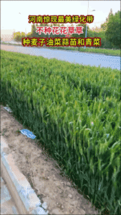 河南最美绿化带，不种花花草草，种麦子油菜蒜苗🌚有争议……🥲