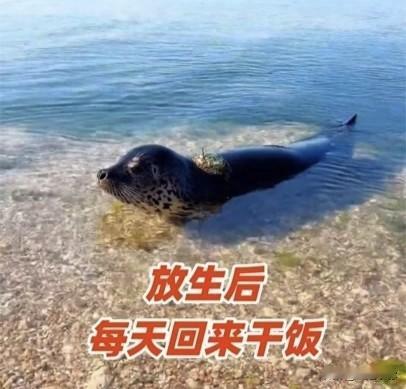 大连海边的“返聘”员工在大连的海边，每天清晨都上演着一幕温情的剧目。主角是一只