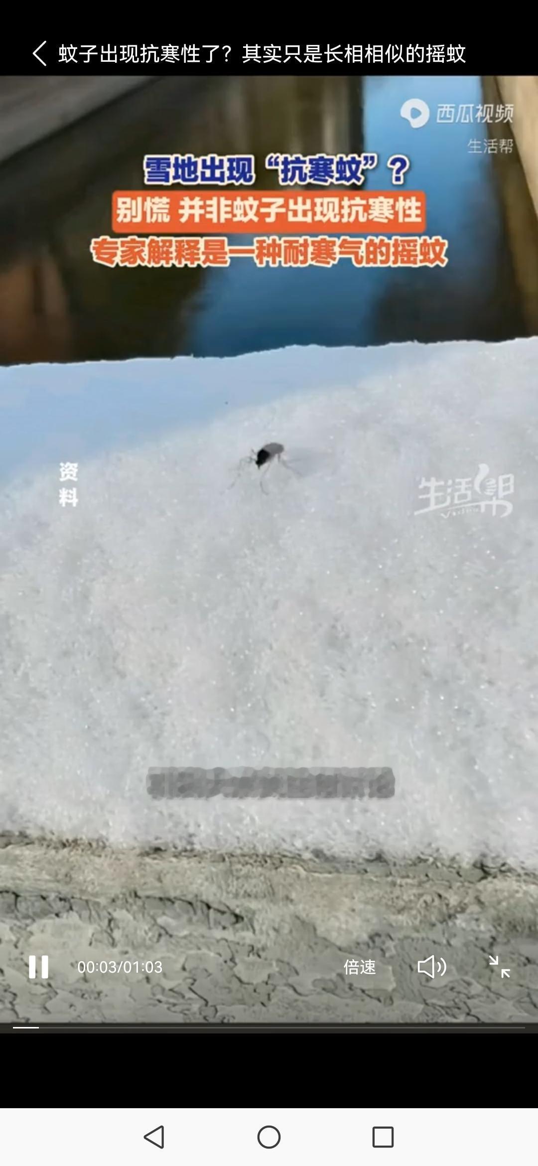 蚊子冬天还出来？真相打脸！这“冒牌货”不吸血还藏着生存智慧“天寒地冻居然有