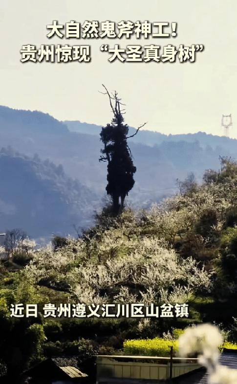 彻底解释不清了！贵州，一男子到山里徒步，原本只是想随手记录山野风光，不料镜头一转
