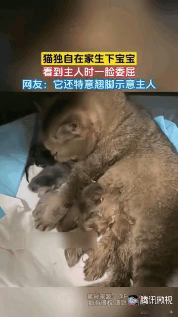 闺蜜家的猫下崽儿了昨天我家的大橘，早上生了两个，上午十点多出去浪了一圈回来又生