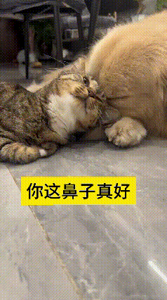 看到这个视频真的太治愈暖心了！小狸猫够不着自己脑门，就贴心蹭狗狗的鼻子挠痒痒，狗