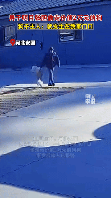 太让人气愤了！河北安国，孙先生养了两年的狗狗居然被人明目张胆的从家门口偷走了！原