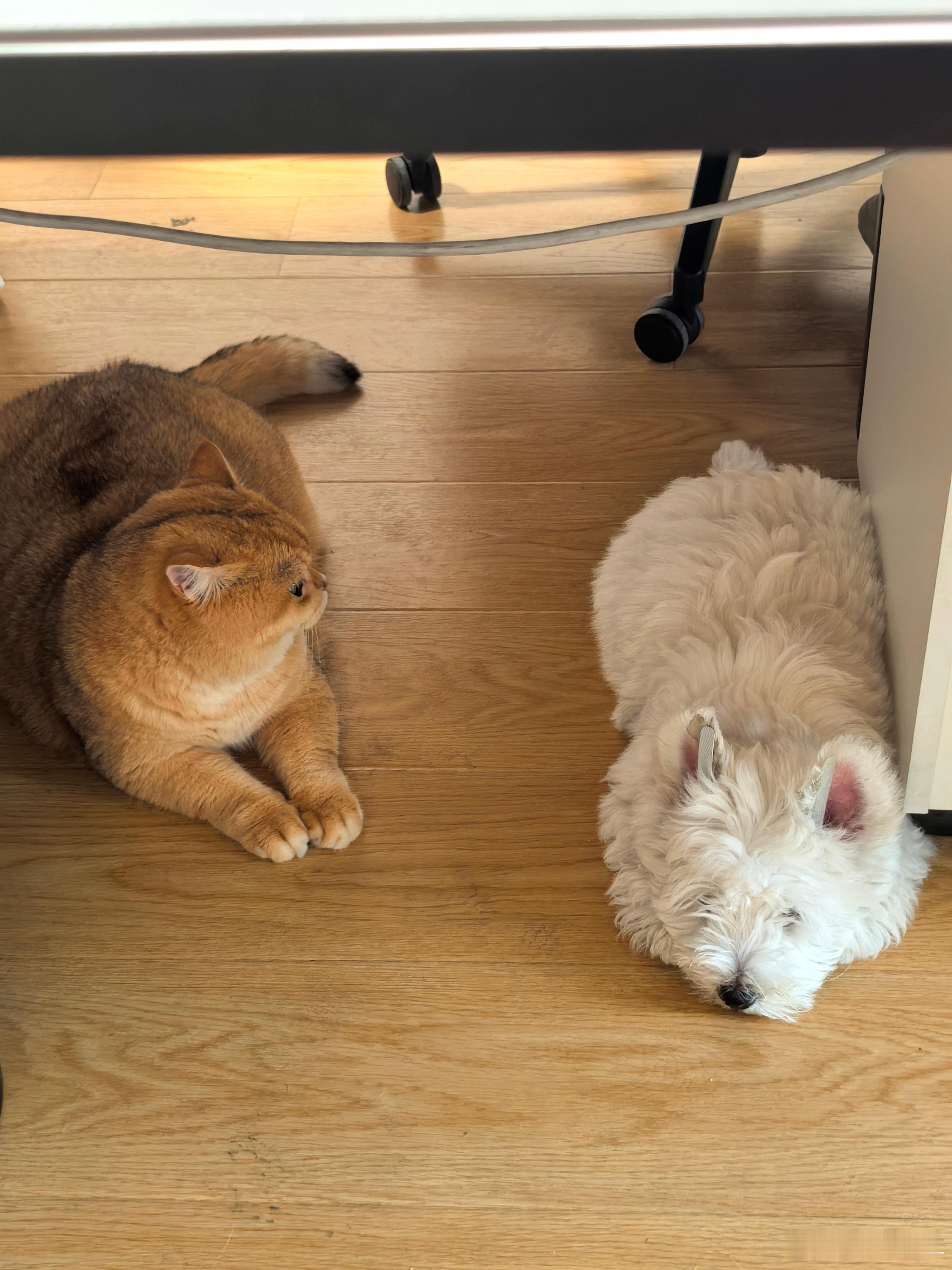 看来我的猫猫狗狗这两天相处的挺融洽的，一起趴在地上，太有爱了[鼓掌]金渐层西高地