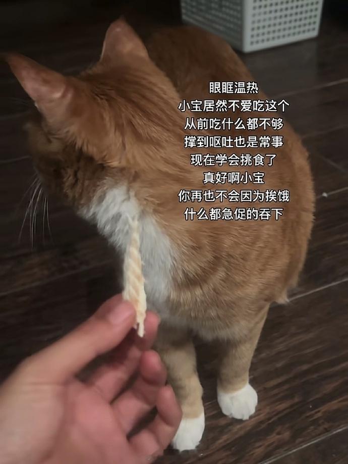 有些猫你只有抚养权没有抚摸权🤣👌​​​
