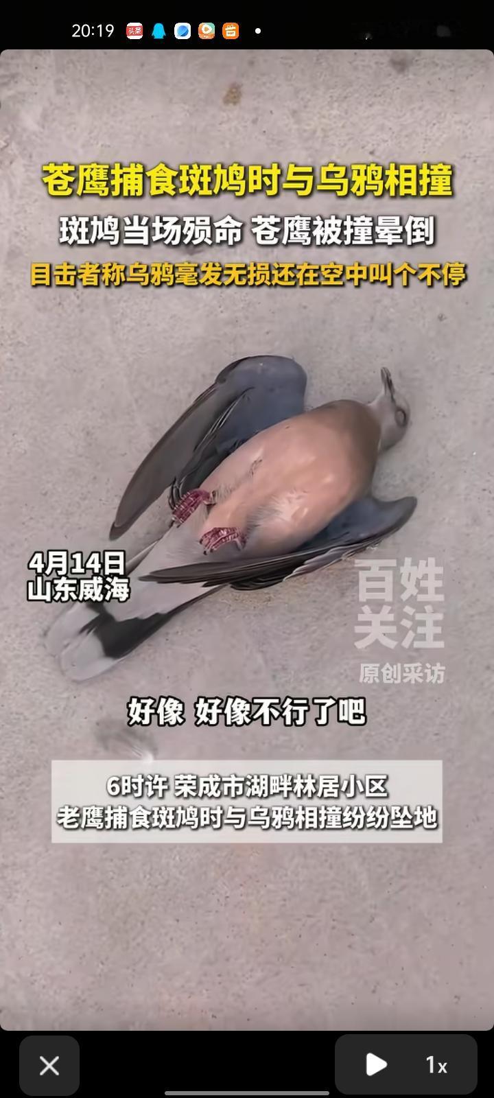 4月14日，威海荣成市。老鹰捕食斑鸠时与乌鸦相撞纷纷坠地，老鹰两脚朝天无法动弹，