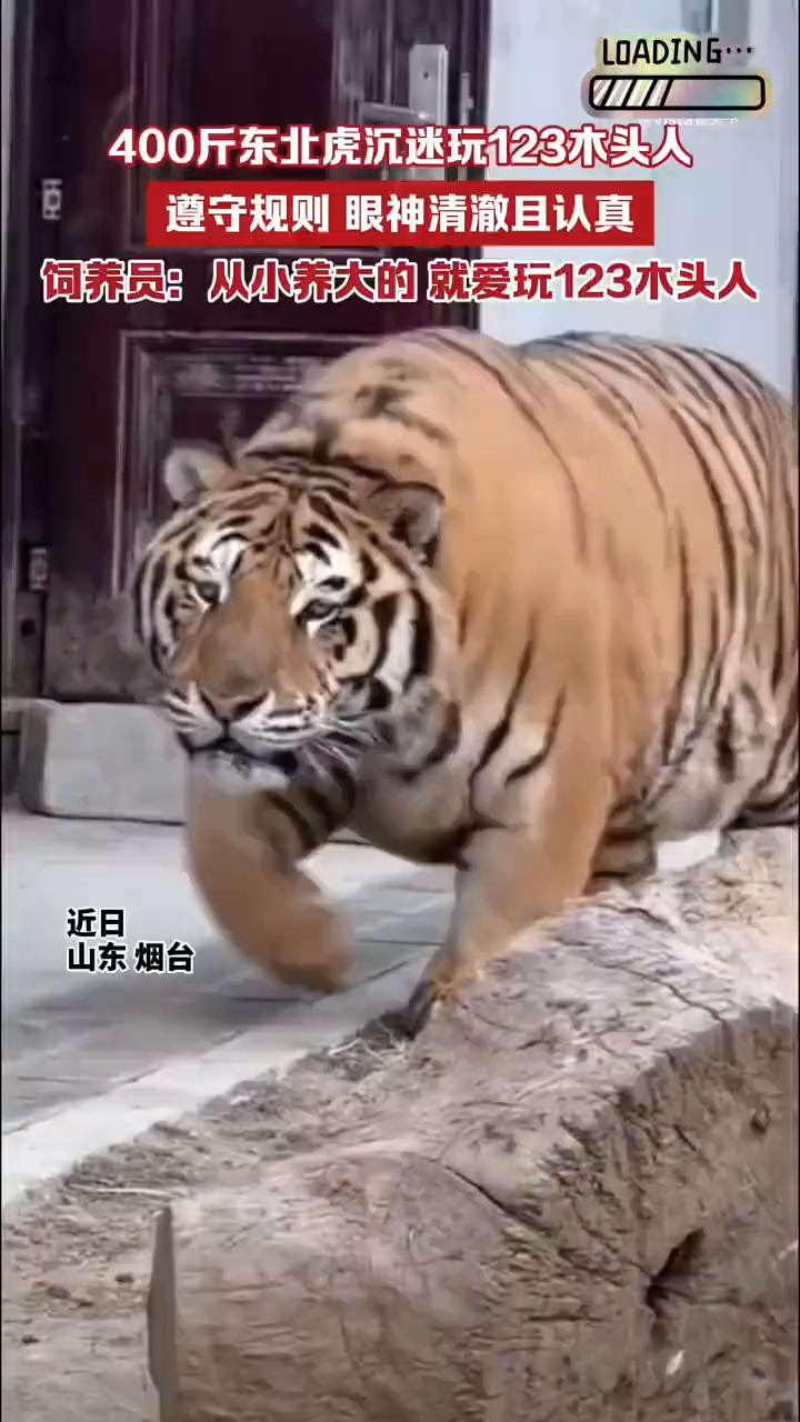 400斤东北虎沉迷玩123木头人，遵守规则眼神清澈且认真。饲养员：从小养大的就爱