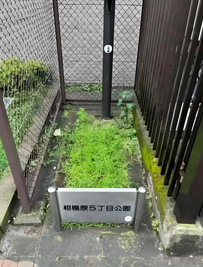 这我真没绷住，这些都是日本的公园，这在中国叫盆景