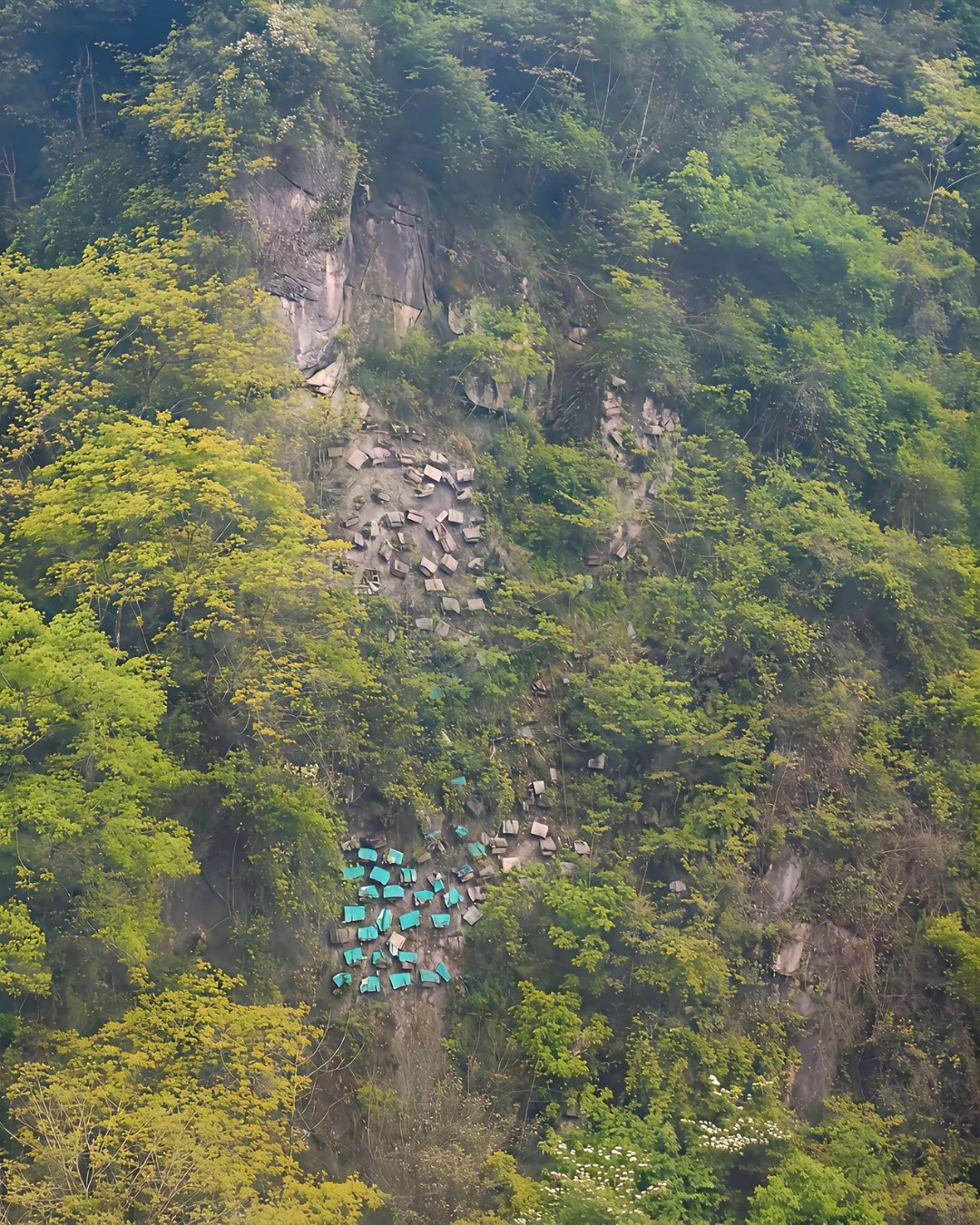 青城后山有人知道这是什么吗？坐缆车的时候看到的