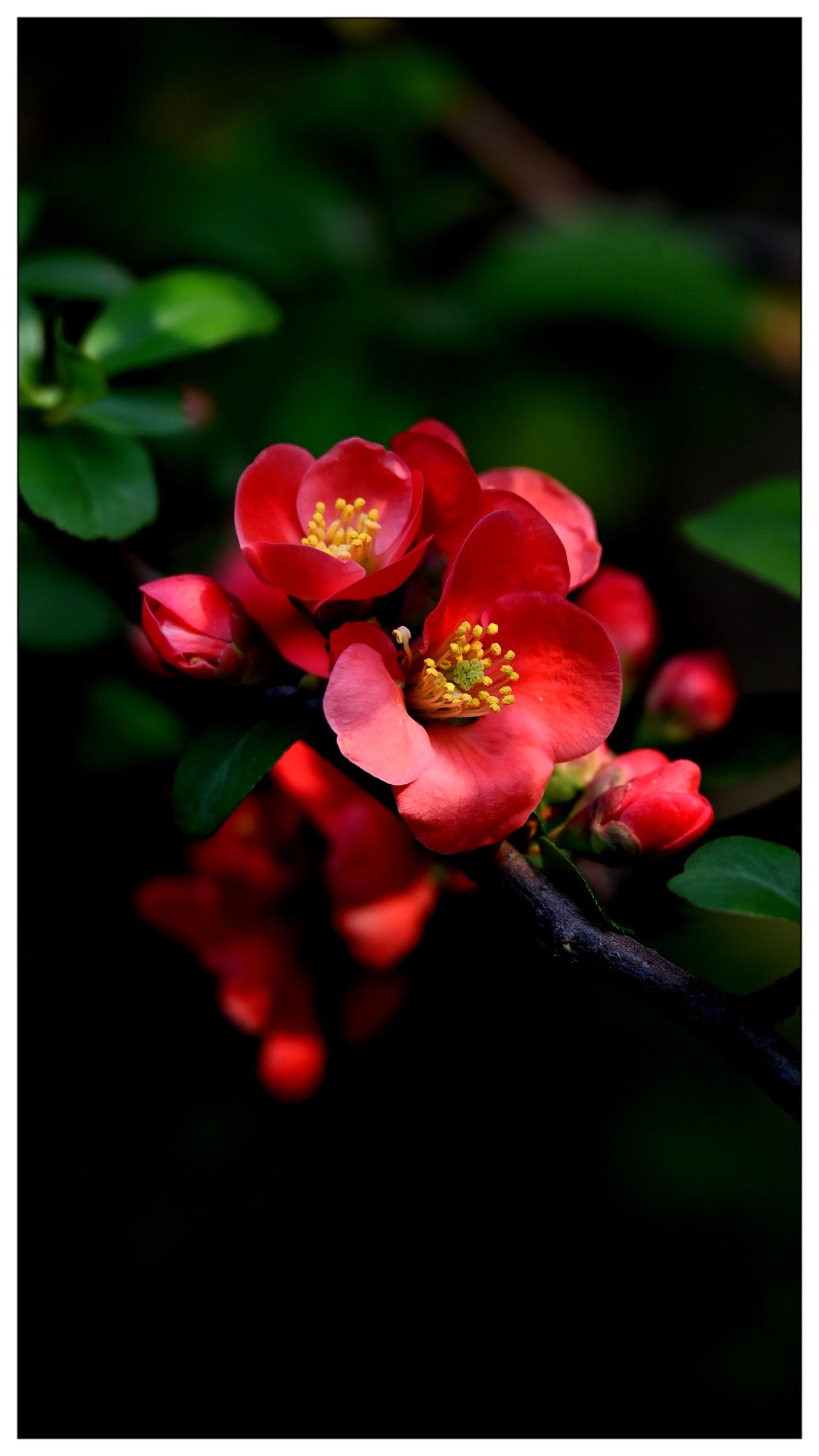 中山公园拍海棠花