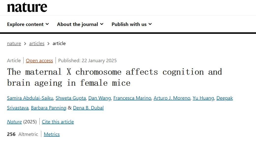 母系X染色体加速雌性小鼠的认知衰退和大脑老化发表在《自然》期刊的一项研究发现