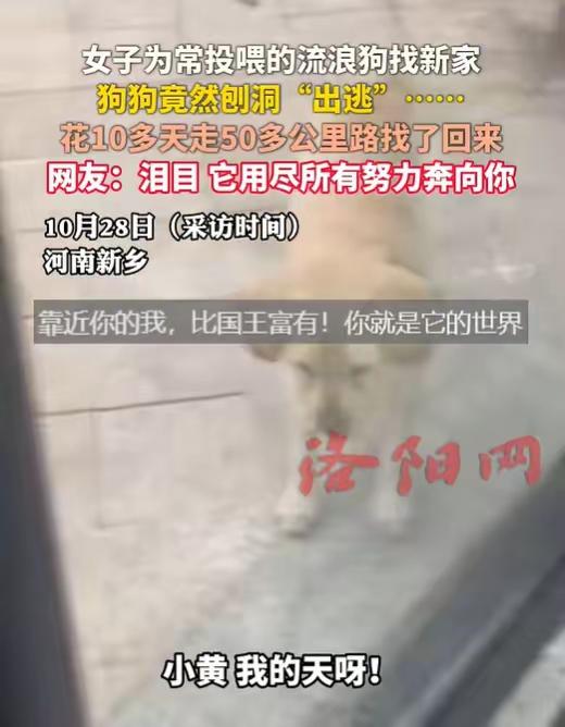 狗狗跨50公里回家!别只感动,这3件事比找狗更重要刷到流浪狗