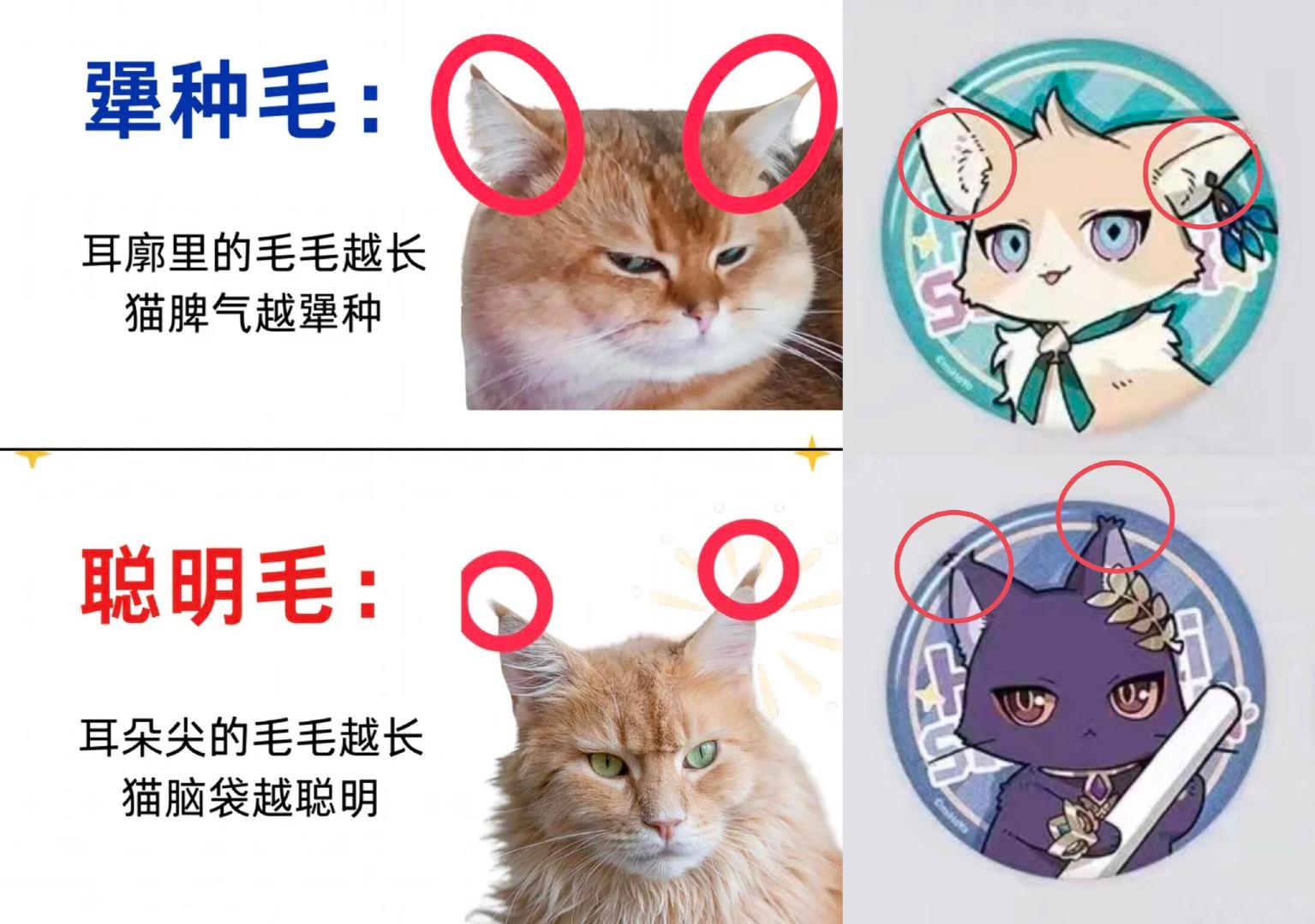 犟种砂砂猫跟聪明理理猫[doge]崩坏星穹铁道​​​