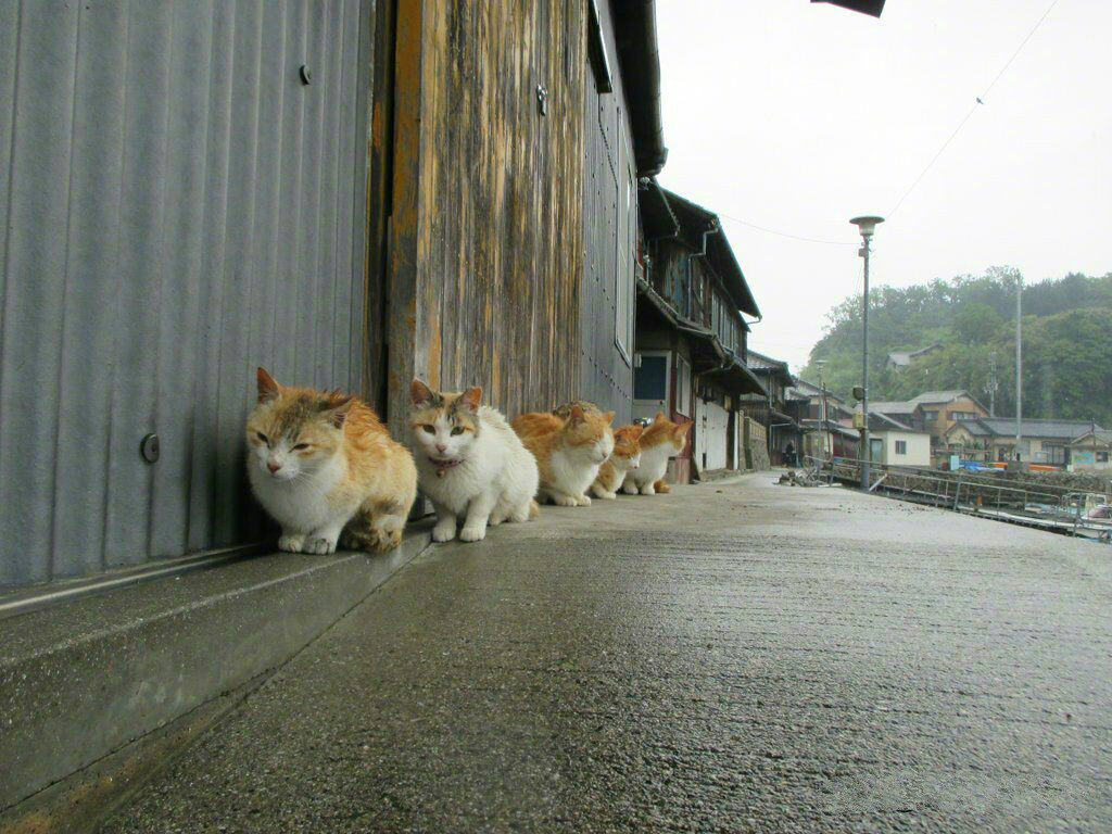 ☔排队躲雨。