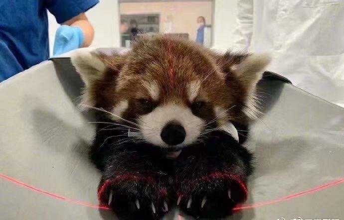 打架输了进医院的小熊猫