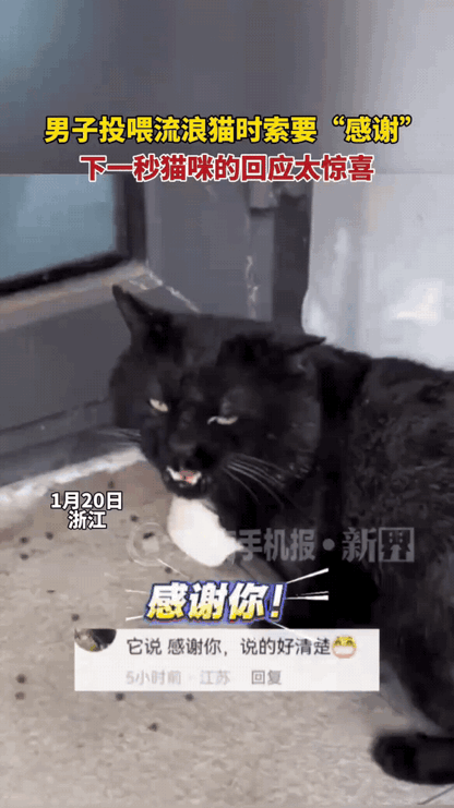 太神奇了！浙江一位帅哥下班路上，连续几天碰到一只黑色孟买猫在附近游荡，想着定是流
