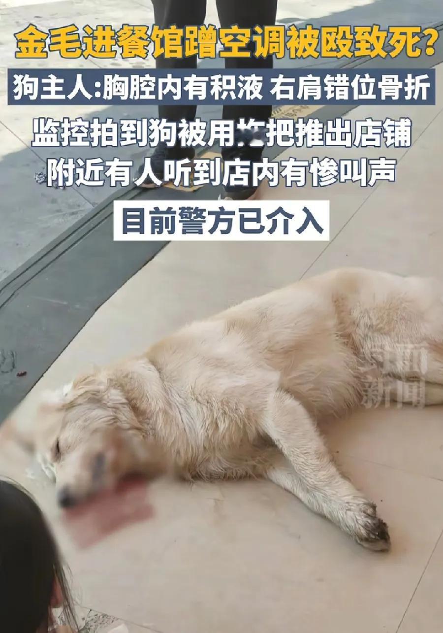 金毛进餐馆蹭空调被打死。狗主人一半错，老板一半错！养狗必须栓绳，锁在屋里了，狗怎