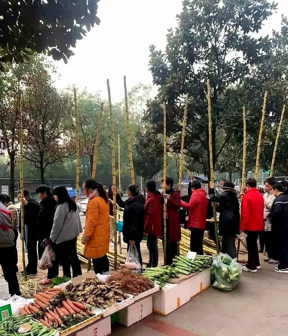四川人把甘蔗吃成了春运。我上周在牛市口买菜，前面大妈直接包圆整车，老板边削边喊