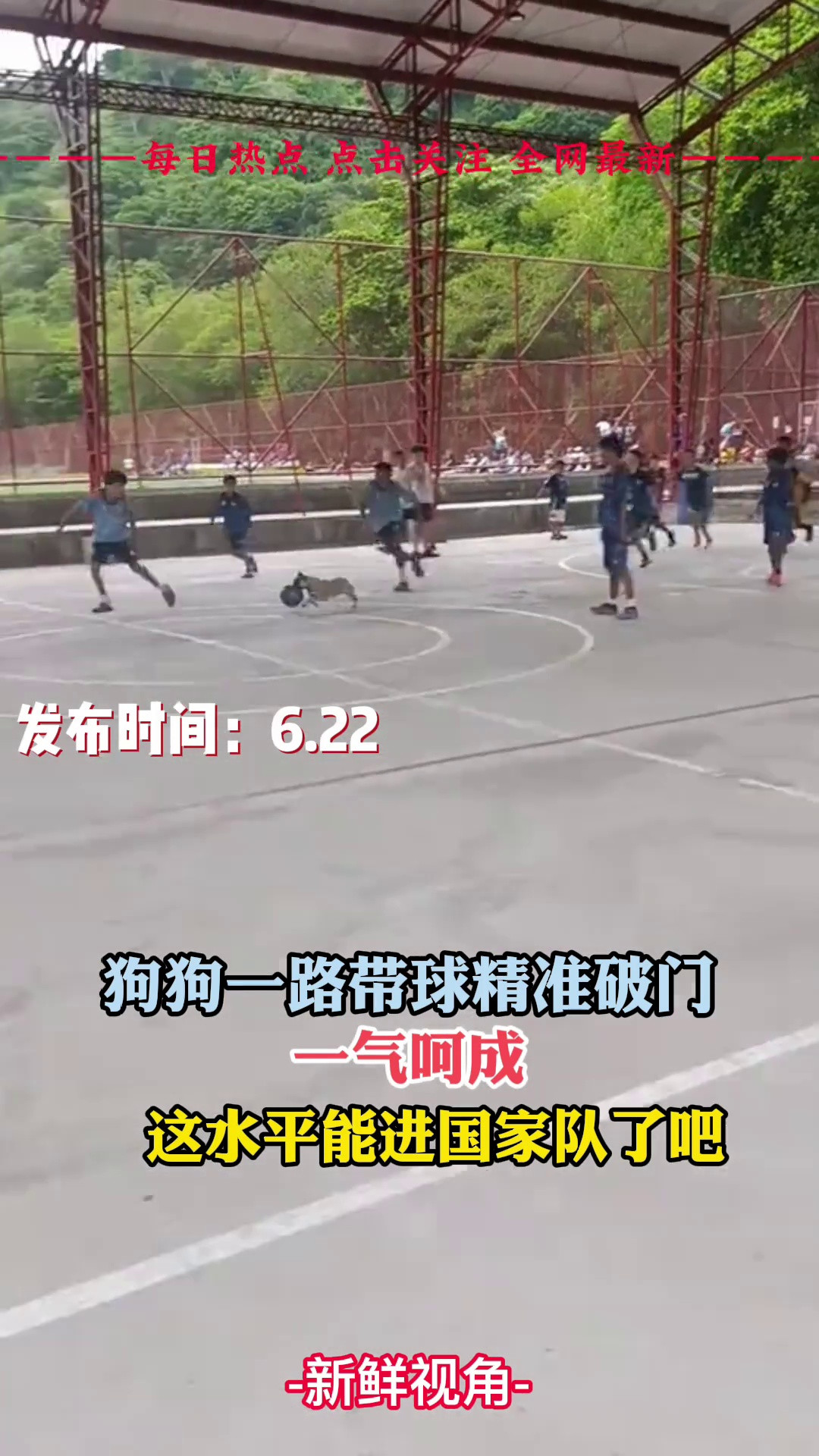 狗狗一路带球精准破门，一气呵成！这水平能进国家队了吧