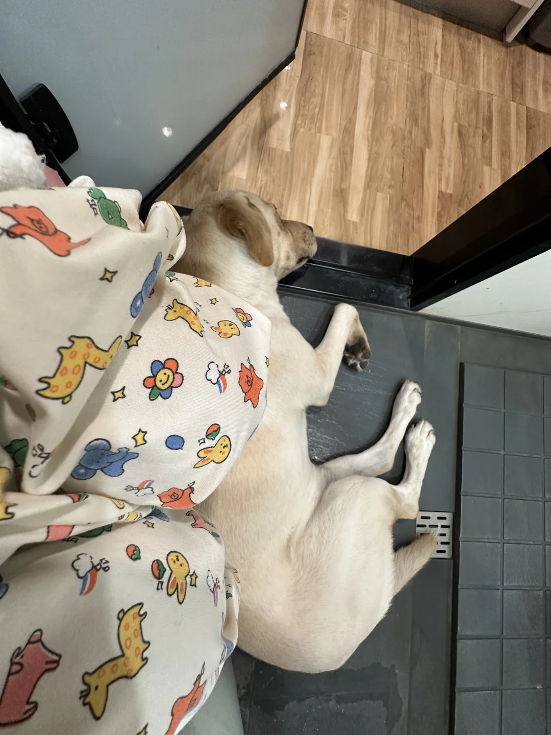 宁愿睡地板 也要跟着你上厕所