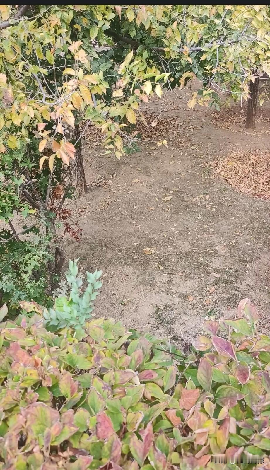 一张图证明秋天来了枝头有黄叶，地下有枯叶，一阵秋风吹过，便形成了秋风扫落叶的效果