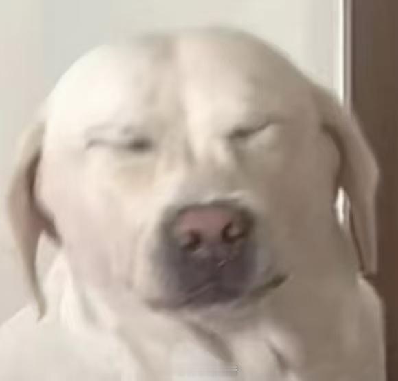 狗狗第一次后悔自己的鼻子很灵第一次知道小狗也会放屁！另一只同在一个屋的小狗造老