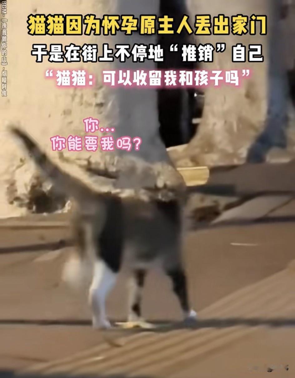 泪目了！一只可怜的猫妈妈因为怀孕被主人遗弃了，于是便在街上不停地“推销”自己，希