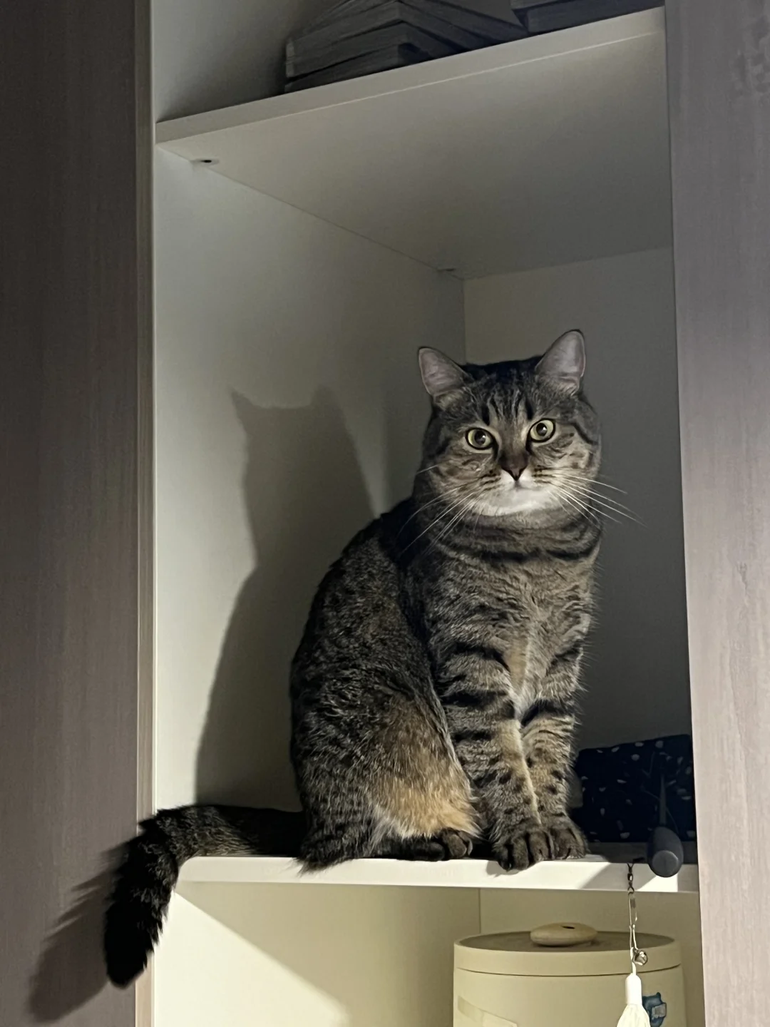 因为把猫粮拿进房间吵架
