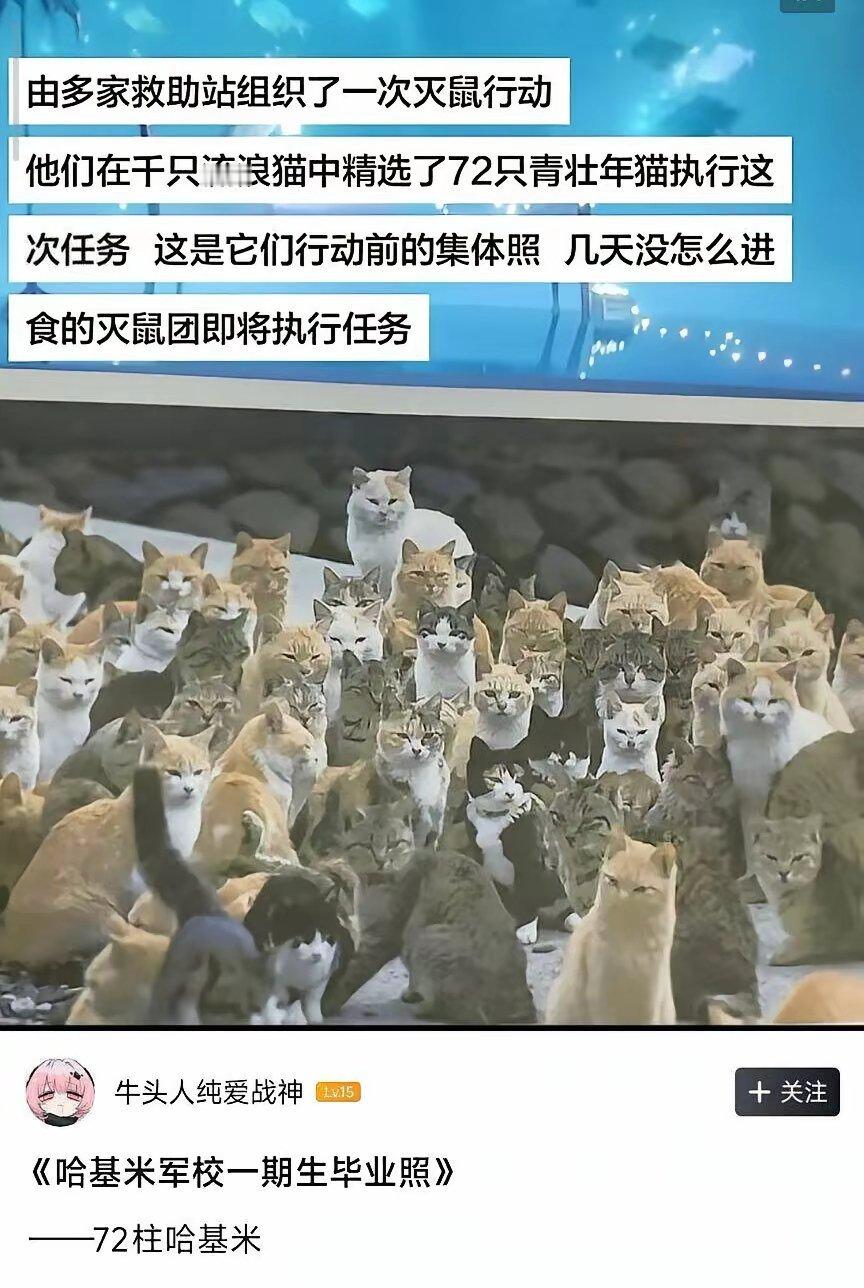 一半的狸花和橘猫，这就是口碑想赢的猫是不会笑的七十二柱魔神