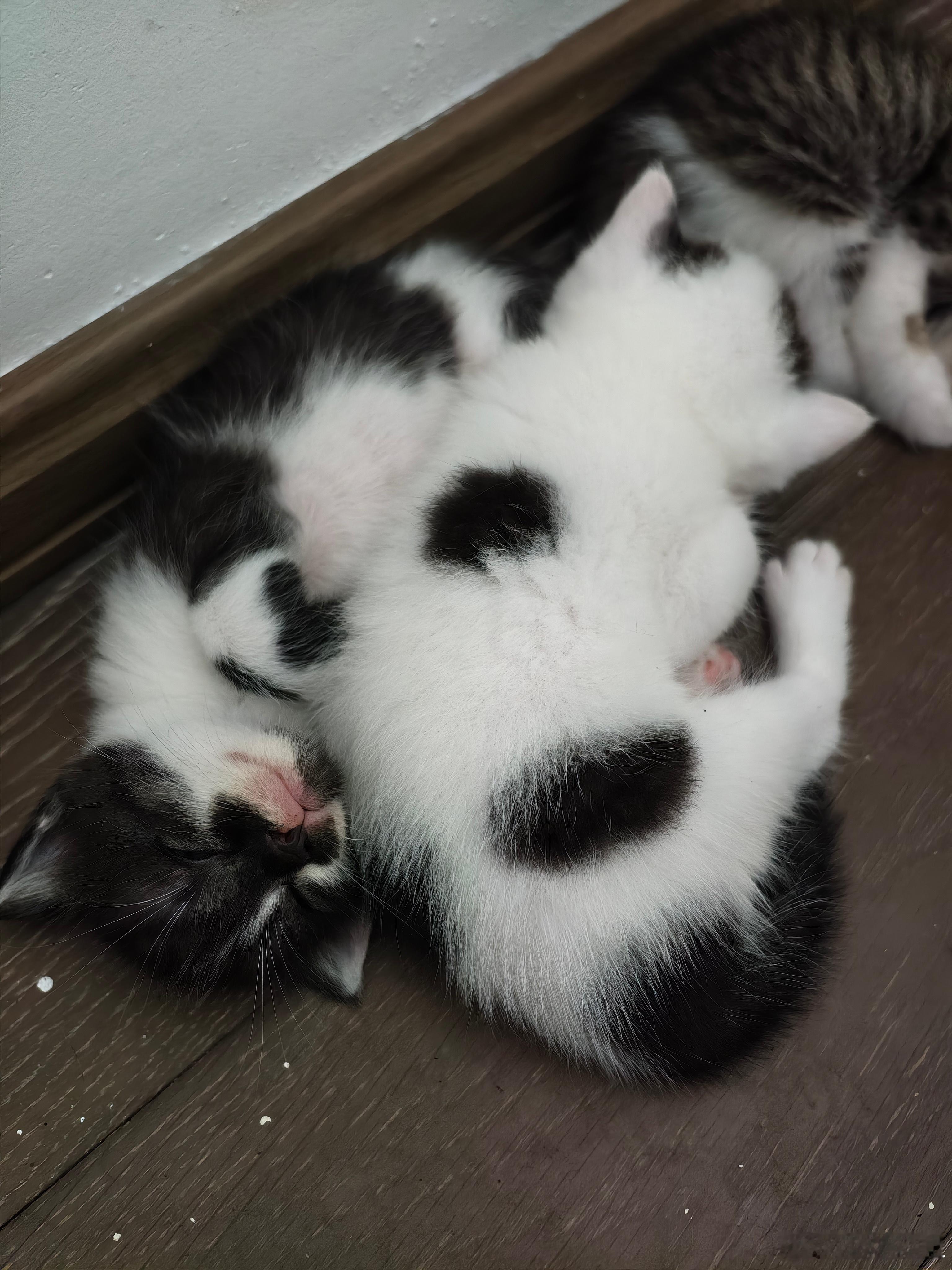 小猫这么可爱这么好玩~怎么就没有人要养呢？！！​​​