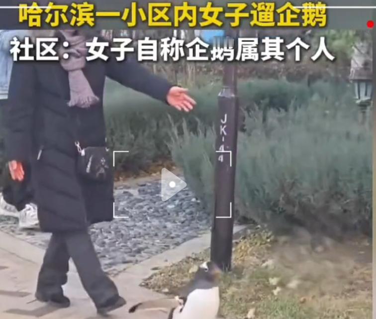 小区遛弯居然撞见企鹅散步？这画面直接让我惊掉下巴！事情起因是一黑龙江女子在小