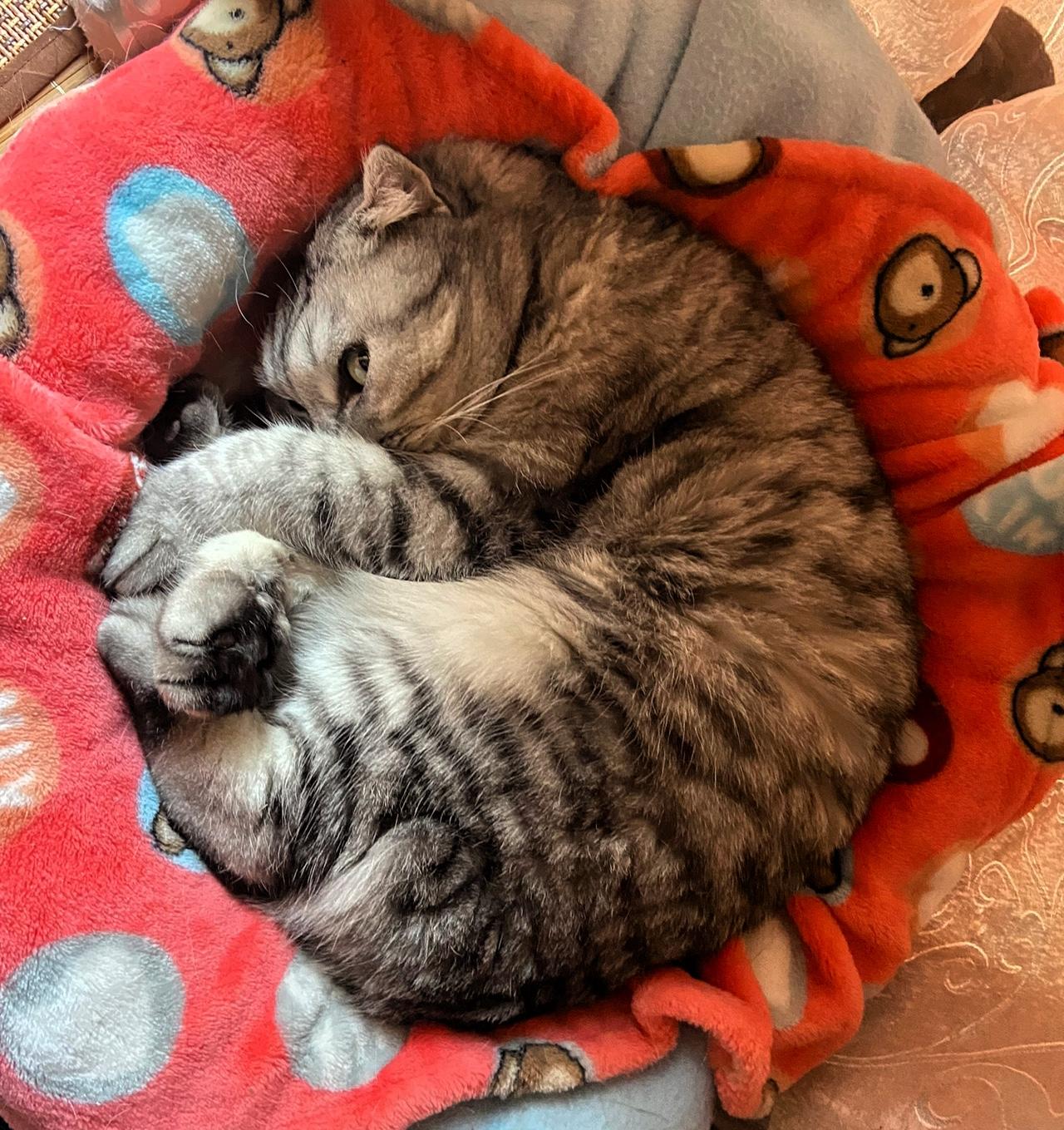 分享一张你家猫咪睡觉的可爱照片