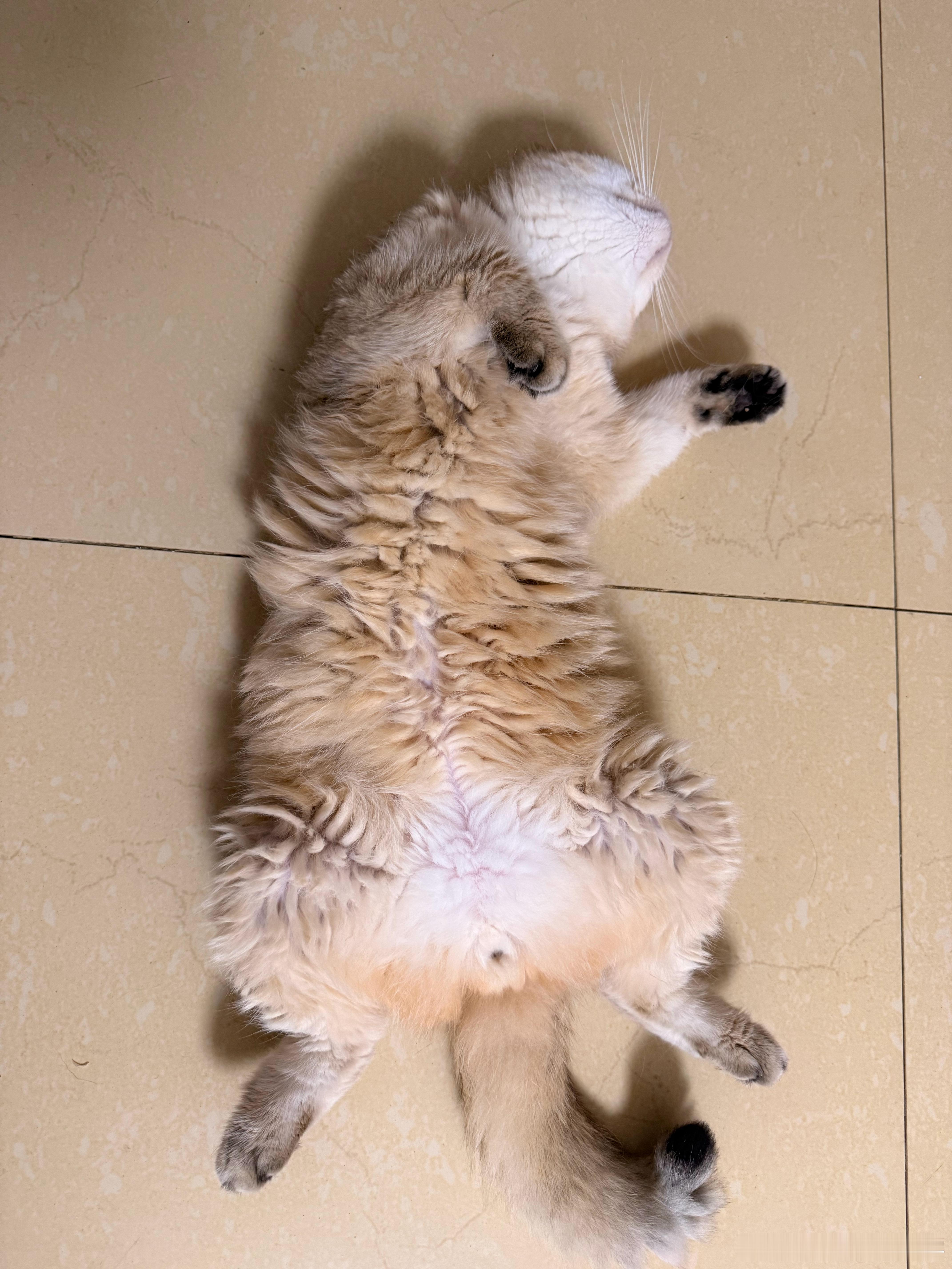 太奔放了萌宠猫咪