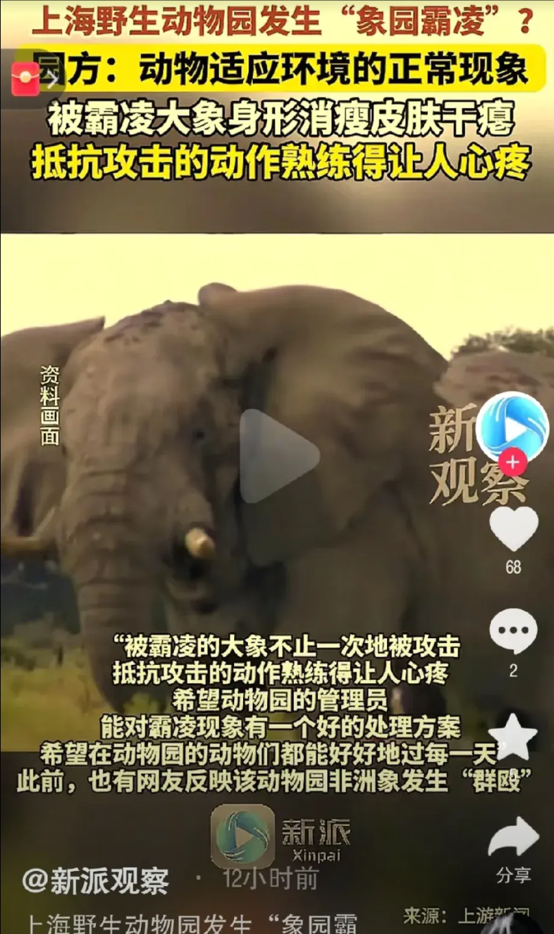 泪目!上海野生动物园，一只小象被霸凌三年，没有新鲜的草料可吃，身形消瘦，肚皮干