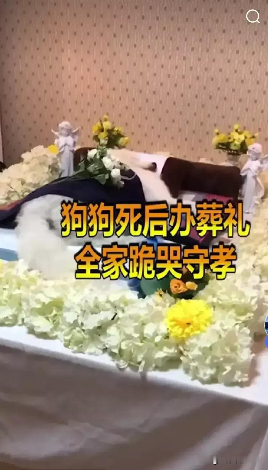 给狗狗办10万元的豪华葬礼，全家还跪哭守孝，你见过吗？现在不少人把宠物当“心