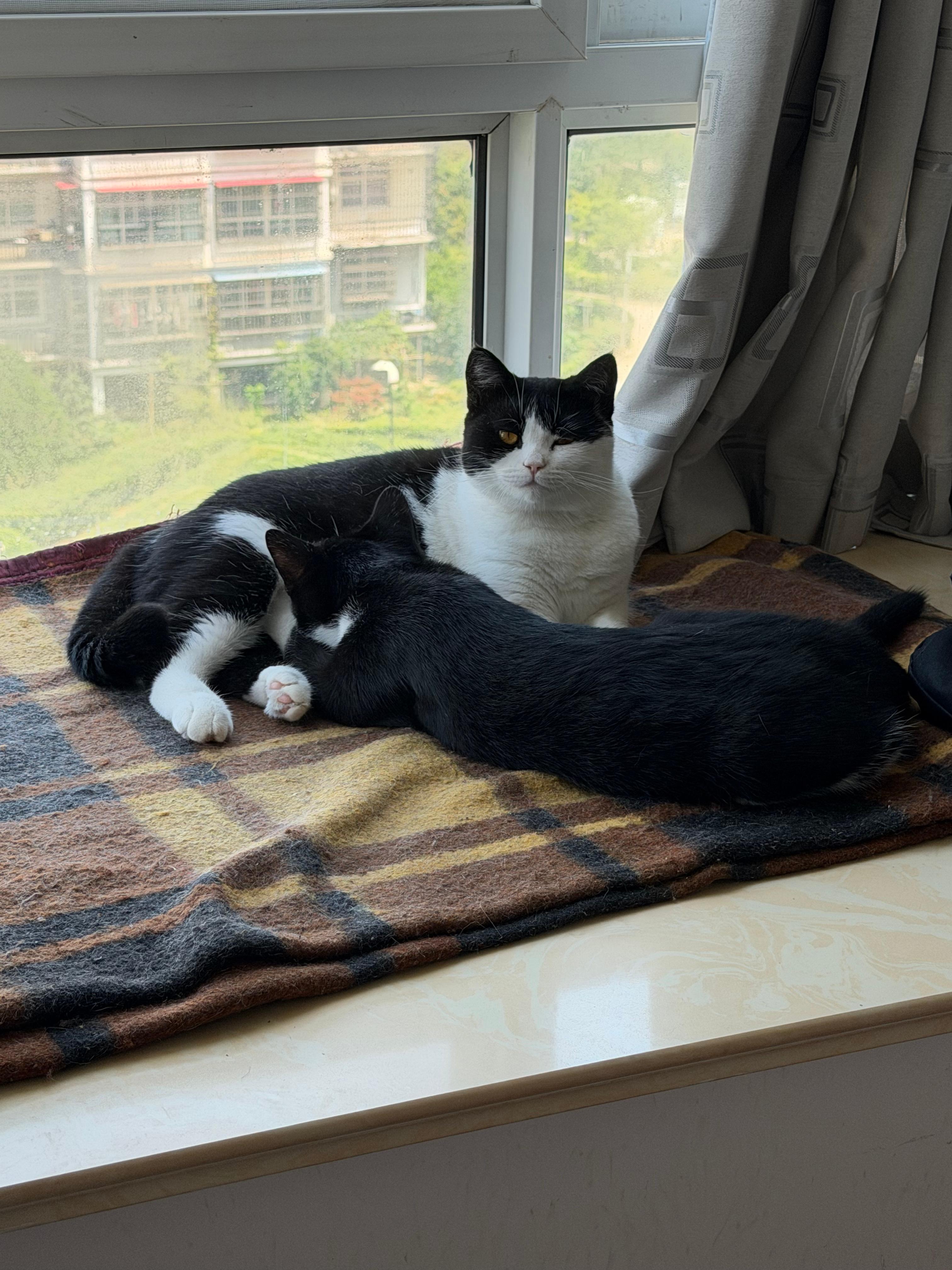 #猫咪领养#连云港奶牛猫找领养家人生病在床无法行动，没有时间照顾猫咪了，两只奶牛猫一大一小，大猫是母