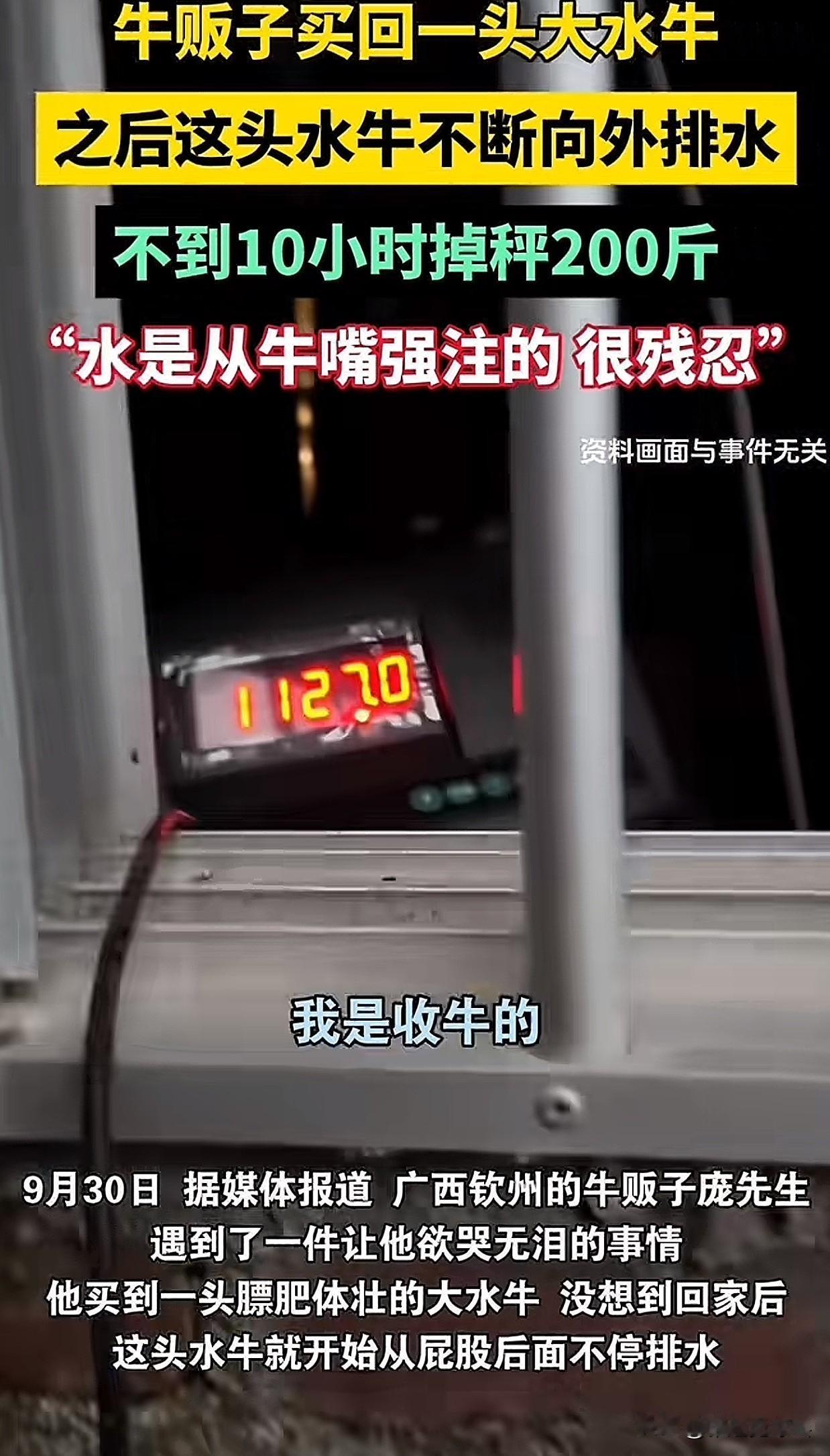 “这也太缺德了吧！”广西钦州一个做倒腾牛生意的大哥，最近遇上了件特别坑人的事。他