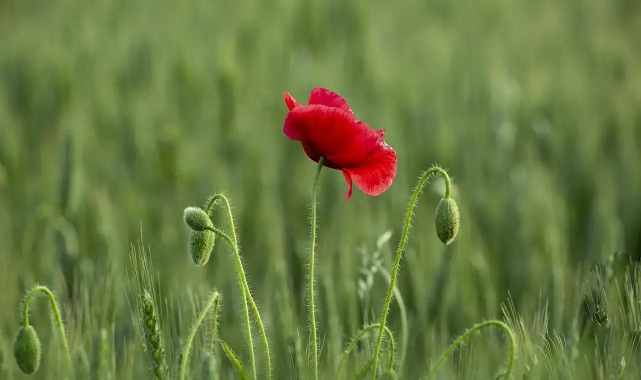 人过五十，很多老铁开始醒悟，日子过得舒坦的关键不是到处晒幸福，而是学会低调藏锋芒