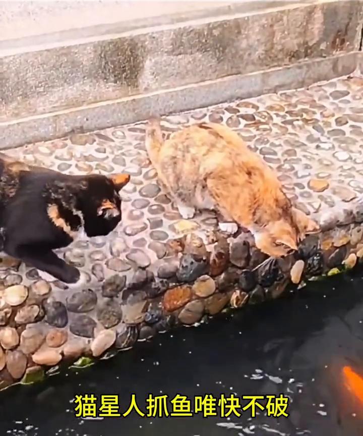 猫星人抓鱼唯快不破。