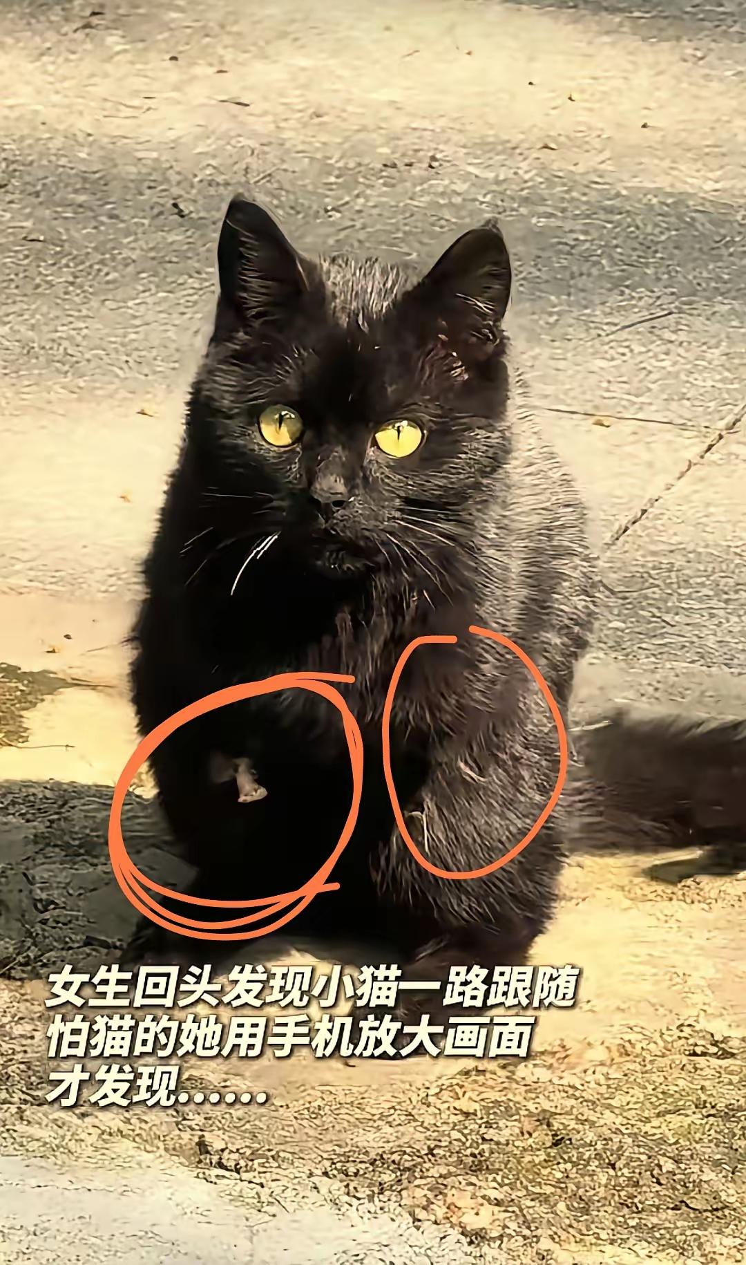 黄山烈士陵园的暖心一幕：女子救助断腿黑猫，善意温暖长眠之地太坚强了！”安徽