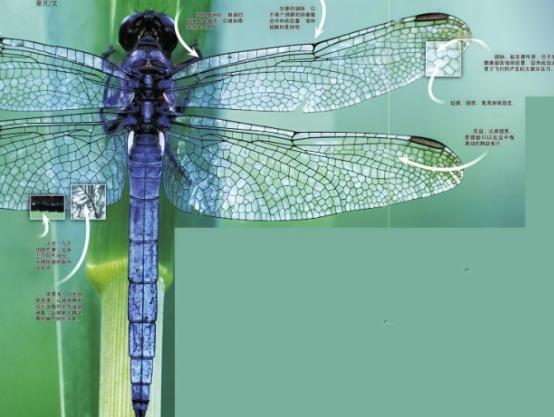 世界上最完美的翅膀，就是蜻蜓的翅膀，远超人类所有飞行器。如果你小时候抓过蜻蜓，就
