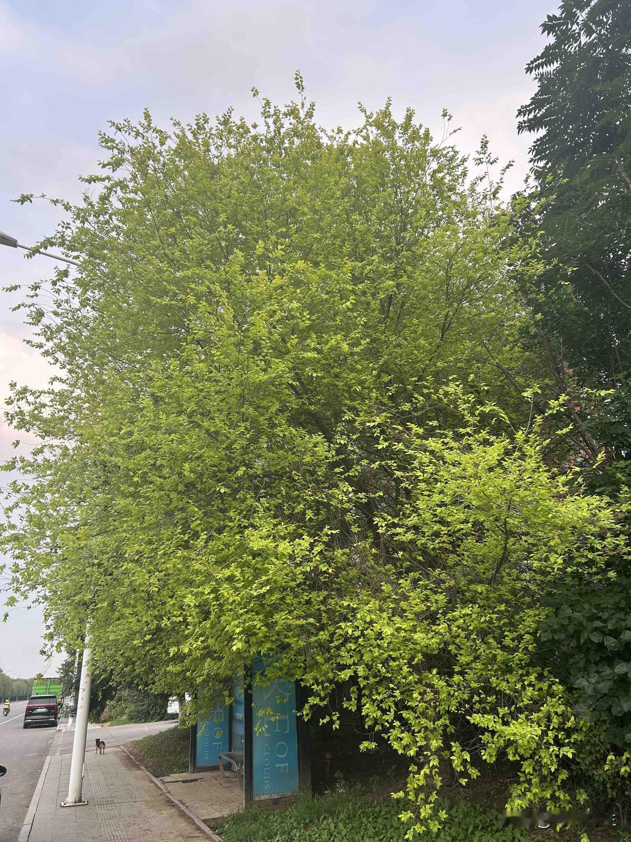 像我这样的中年女人对这些所谓的情情爱爱的节日有感吗？实话说毫无感觉，我已经完全雌